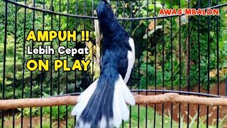Download lagu TERAPI KACER GACOR ISIAN ATASI KACER MACET BUNYI LANGSUNG NYAUT BUKOR EMOSI | JOS CEPAT ON PLAY mp3