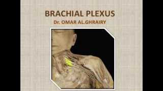 Anatomy of brachial plexus Dr.Omar Hammad Al Ghrairy