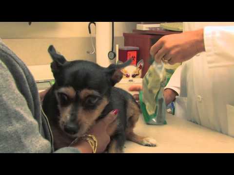 Greenies Weight Management Dental Chews Dog Dental Treats - Large 12oz (8 Bones) Video