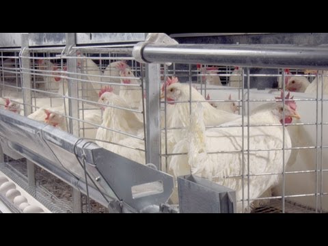 Download Cage Systems For Layers Cages Egg Production Eggs Chore Time