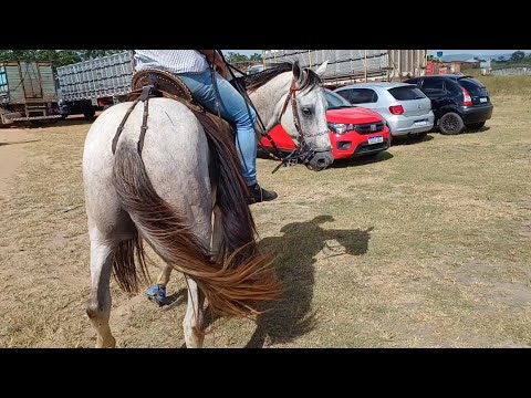 FEIRA DE CAVALOS DE CAMPO GRANDE-AL 🐎 25/10/2025 #cavalos #fazenda 
