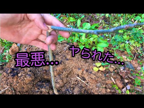 園芸 ピーカンの実を栽培する耐寒性果樹ピーカンの木