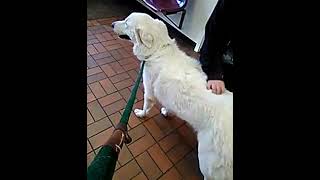 Video preview image #1 Great Pyrenees Puppy For Sale in Spring, TX, USA