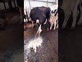 Cows In The Village Shorts