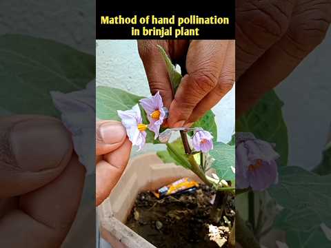 mathod of hand pollination in brinjal plant #shorts