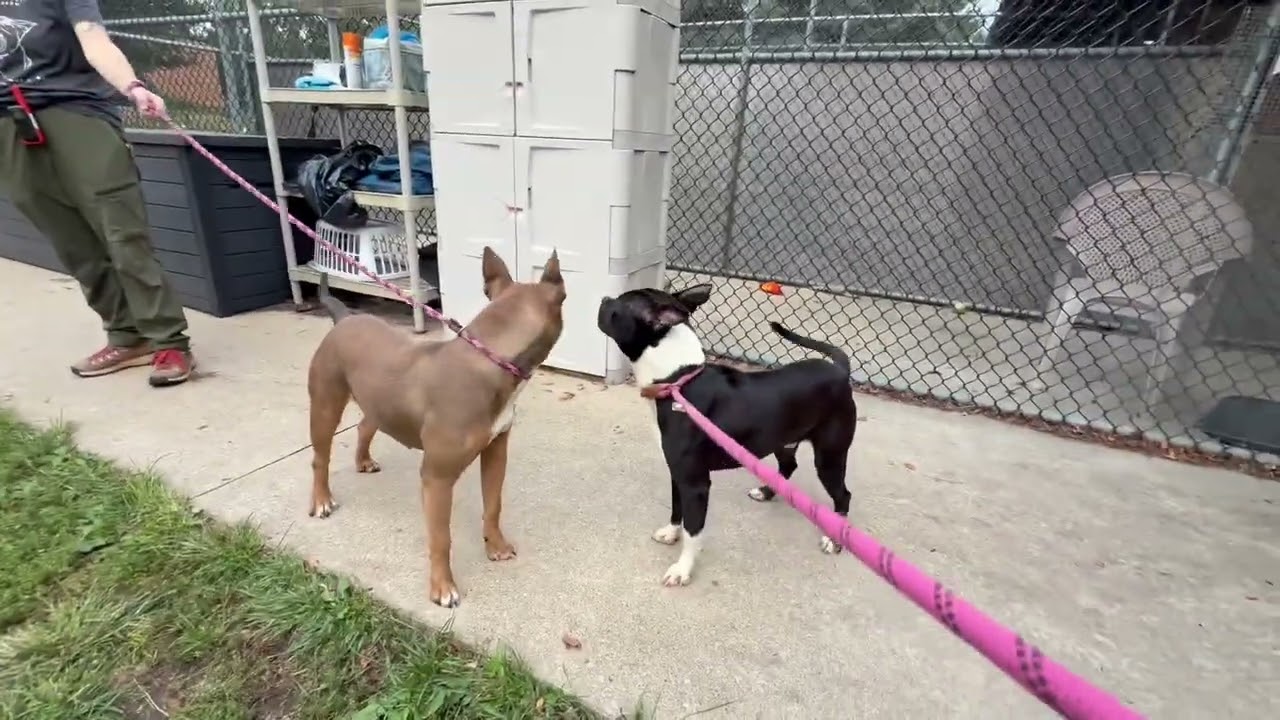 Elaris's Leash Test 2