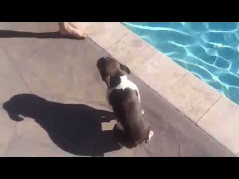 Izzy the French Bulldog takes a swim across the pool.