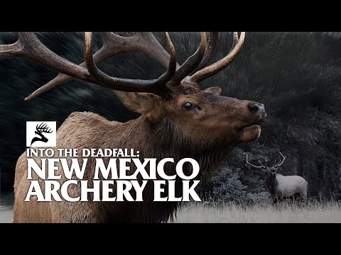 Into the Deadfall: Archery Elk Deep in the New Mexico Wilderness