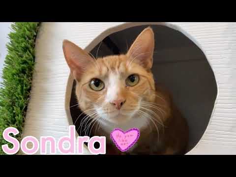 Meet Sondra a Domestic Shorthair currently available for adoption! 2/5/2021 10:06:37 AM