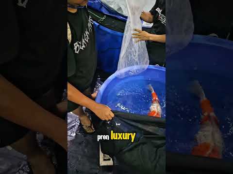 REVIEW FISH IN KOI CONTEST #megajumbo #pakankoi #ikankoi #koijepang #kolamkoi #kohaku #showa #sanke