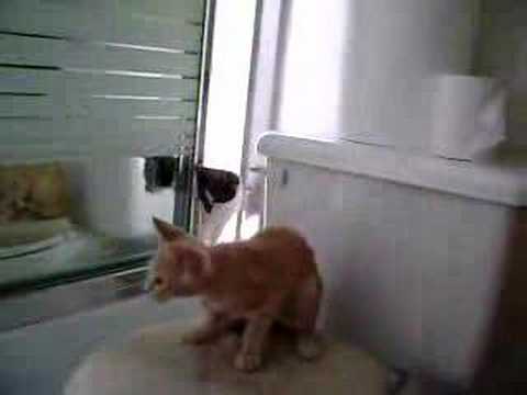 Jerry the buff kitten