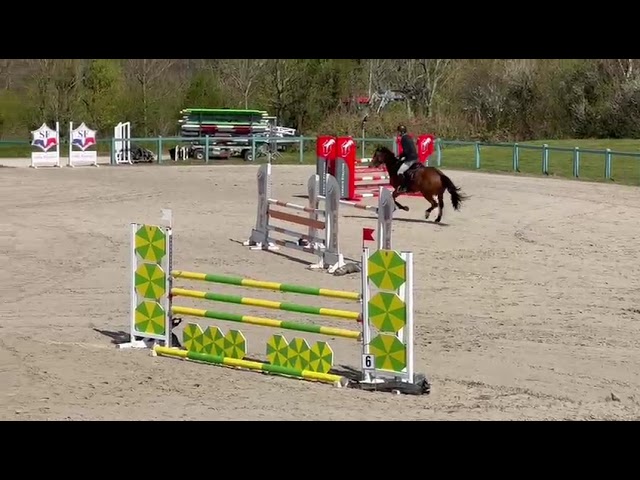 Jument 5 ans id&eacute;ale amateur 1 / &eacute;lite