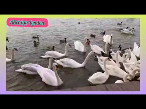 Swans/ S#w#a#n#s/அன்னம் /தங்க இறகுகள் கொண்ட அன்னப்பறவை