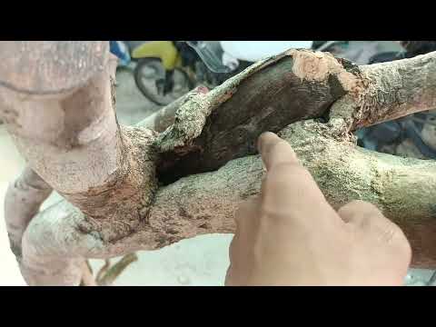 mai rừng vùng núi Gl cả nhà giá 2000k LH sđt hoặc zalo 0369696110