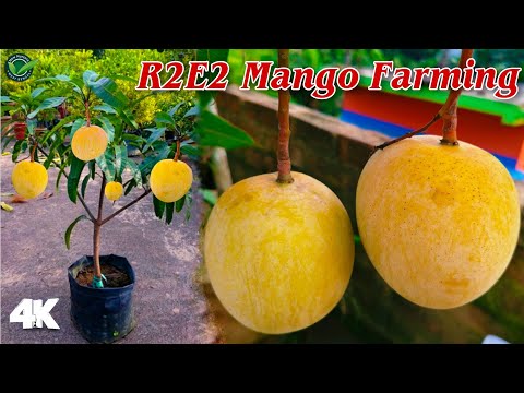 Trader - Wholesaler / Distributor of Mango Plant by New Nursery West ...