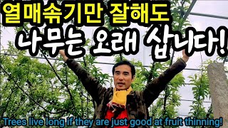 적과로 나무 수명 길게하는 농법.Trees live long if they are just good at f…