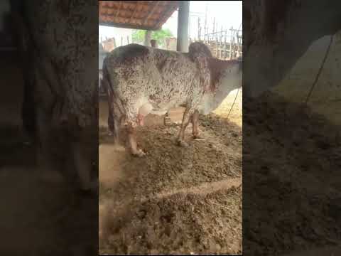 Olha que coisas lindas que nasceram na família santa Rita 88 99629-6384