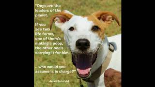 Najlepsze cytaty związane z psami #2 #pies #cytaty #przyjaciel człowieka