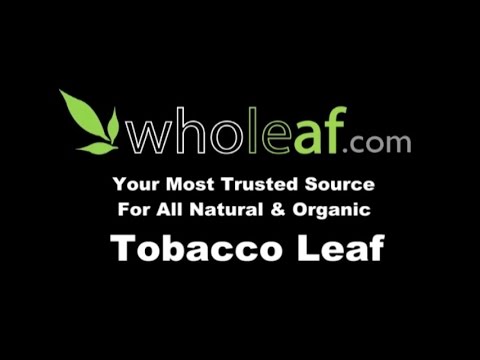 does tobacco kill germs U of L study: Tobacco makes germs more resilient