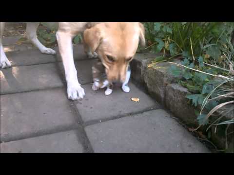 Ozi i mačka uhvaćeni tokom generalne probe veoma opasne tačke