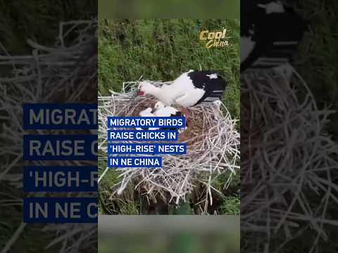 Migratory birds raise chicks in 'high-rise' nests in NE China