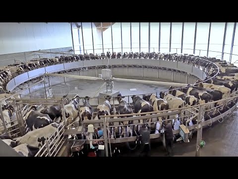 , title : '2.250 koeien, grootste melkveebedrijf van Nederland; een rondleiding van René en Amber van Bakel.'