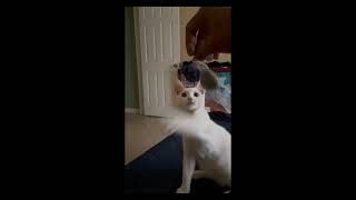 Kitten Playing Fetch