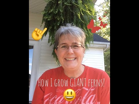 download lagu mp3 mp4 How To Make Ferns Grow Big, download lagu How To Make Ferns Grow Big gratis, unduh video klip How To Make Ferns Grow Big