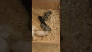 Video preview image #1 Cocker Spaniel Puppy For Sale in HARRISONVILLE, MO, USA