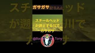 Badger King Tony スチールヘッドの遡上する川でガサガサ　#shorts #ガサガサ