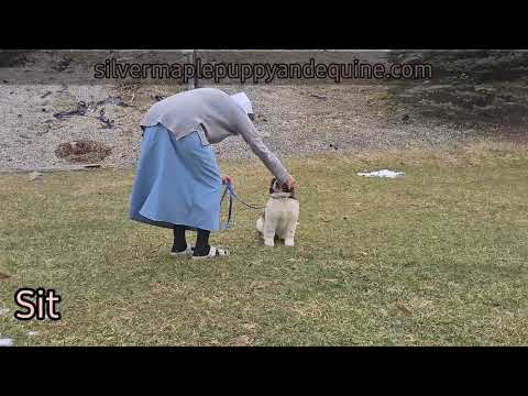 Kaylene Newfie puppy after 2 weeks of training