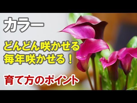 オレンジ色の熱波警報: この夏、庭を暑さから守るにはどうすればよいですか?実践すべき6つの効果的なヒント!  庭園
