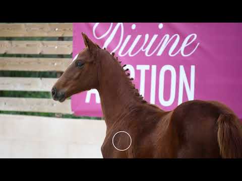 Malka des Loriots (FALKO DE HUS x QUITO DU VILPION) female