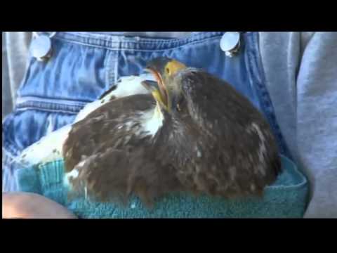 Cops rescue injured hawk