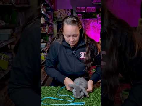 Baby Bunny sele & koppel 120 cm till kaninungar och kaniner <1,9kg - Video