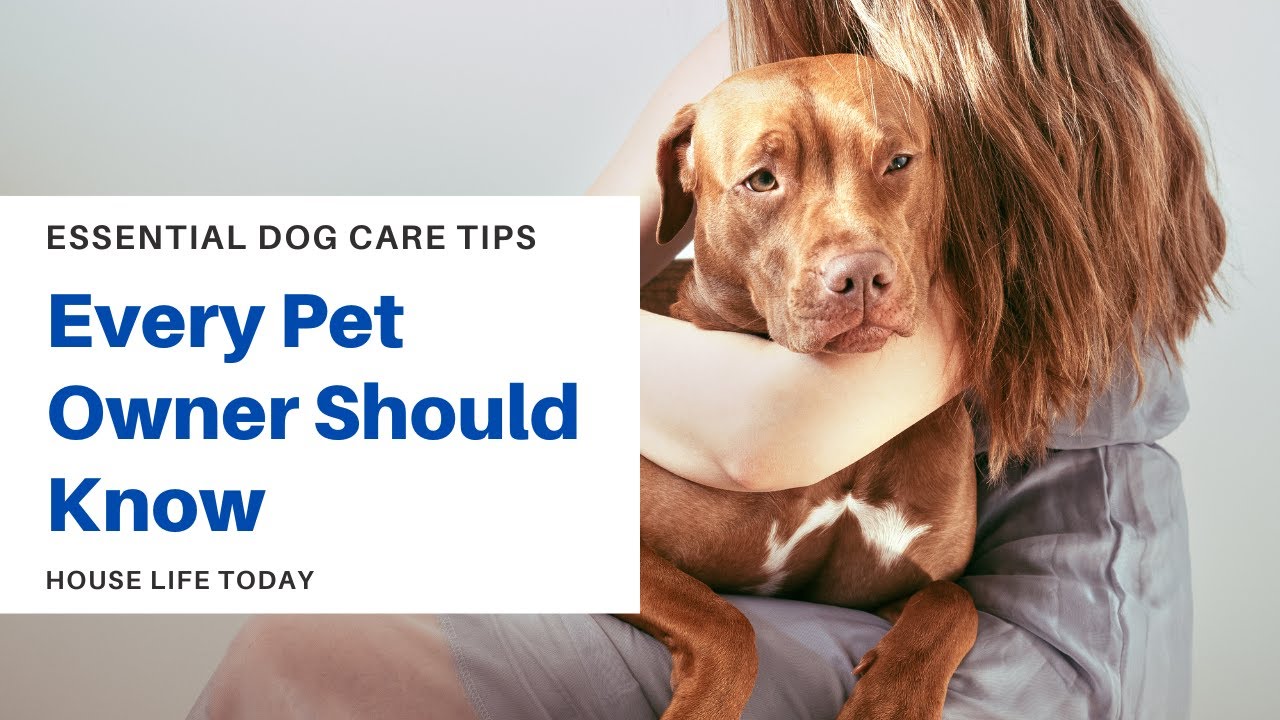 Essential Dog Care Tips Every Pet Owner Should Know