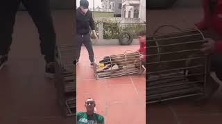 Download lagu tlpuan anjin9 #pets #remix #dj #funny #dog #woodworking #stickwelding mp3