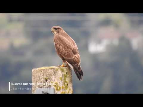 Vídeo de Buteo buteo. <em>© César Fernández González