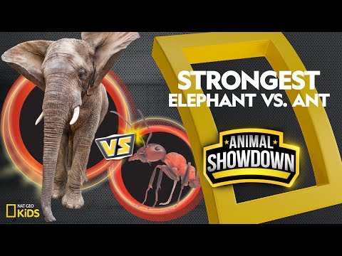 image-Can an ant kill an elephant?