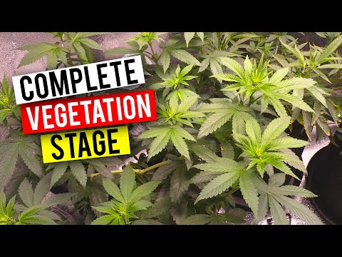 GROWING CANNABIS INDOORS: THE VEGETATION STAGE (BEGINNER GROW GUIDE)