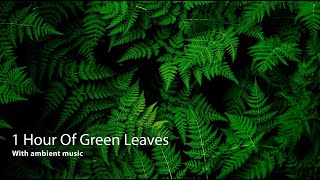 1 Hour Green Leaves Background With Ambient Music 