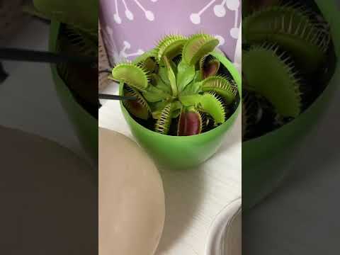 ハエトリグサは数えられる