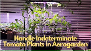 How to handle indeterminate tomato plants growing in Aerogarden Hydroponics