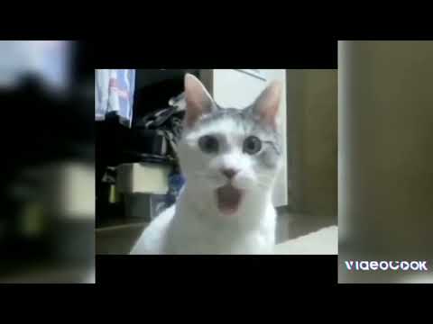 ##cat and dog 🐕 man # Indra Jeet