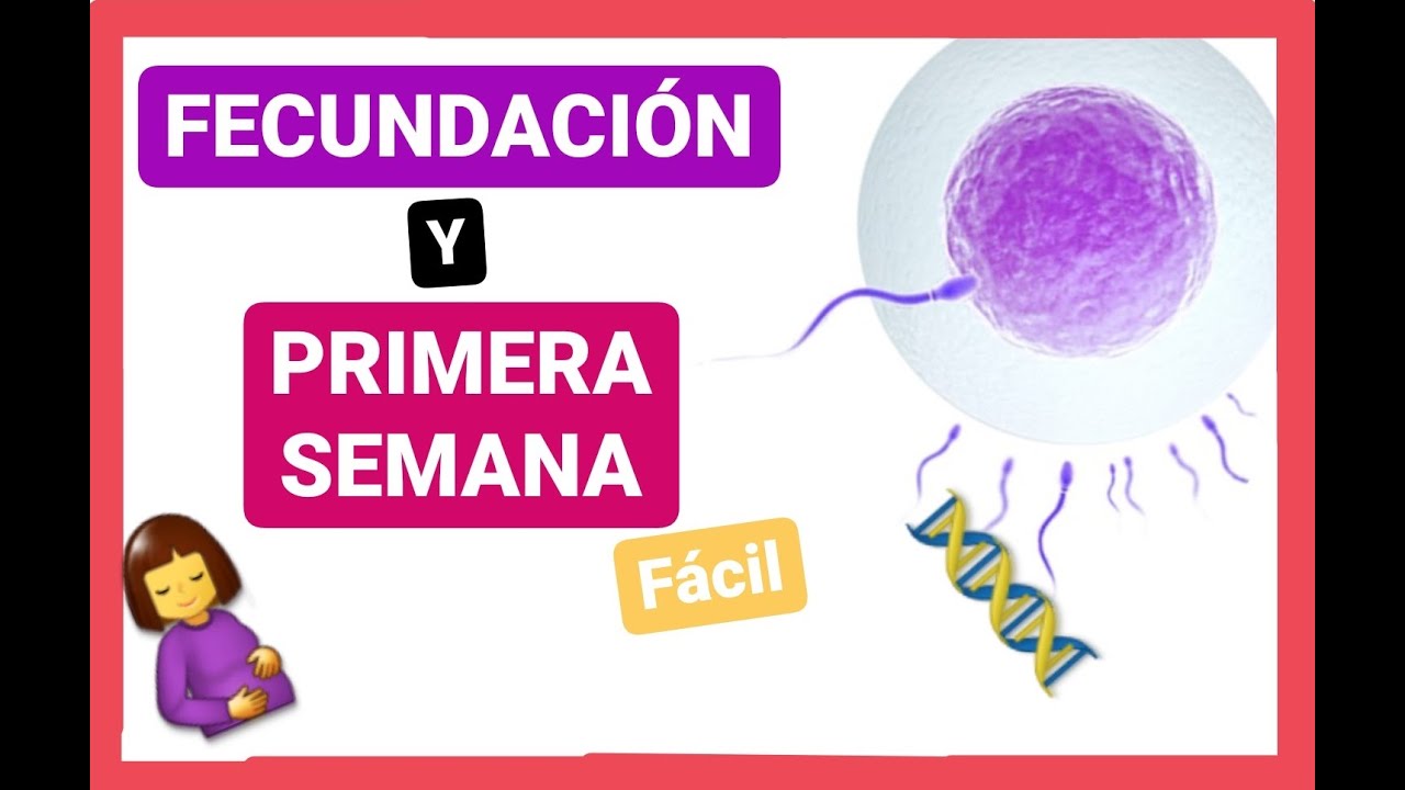 ✅FECUNDACIÓN| 1ra SEMANA del DESARROLLO EMBRIONARIO| Curso de EMBRIOLOGÍA Humana (clase 3) 🤰🏼👶🏼