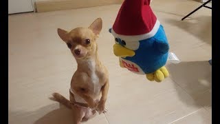 【チワワ】 ドン・キホーテのぬいぐるみと遊ぶチワワ