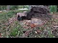 Sunday Morning Brunch For Squirrels And Chipmunks 10 Hours Oct 30 2022
