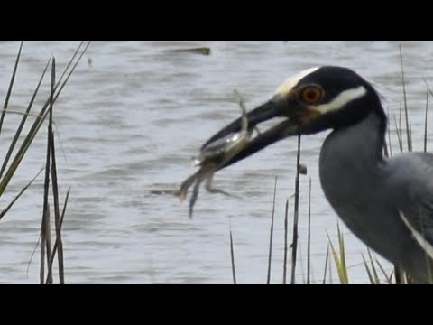 Juvenile Black-crowned Night Herons Must Develop Hunting skills in Order to Reach Maturity.
