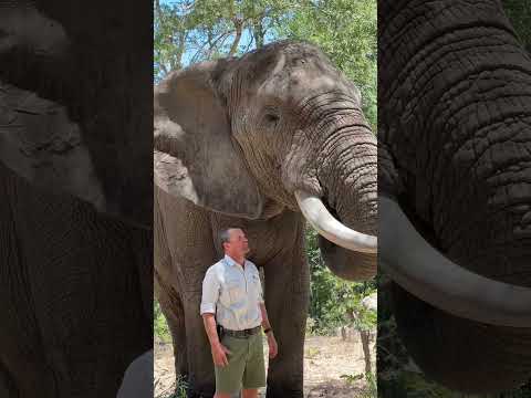 Mak is such a gentle giant and an incredibly intelligent animal!  #elephant