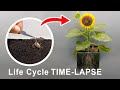 Life Cycle Of Sunflower Time Lapse 75 Days Seed To Seeds